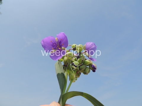 spiderwort, common